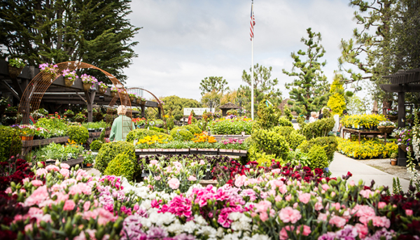 Newport Beach Virtual Vacation | Visit Newport Beach