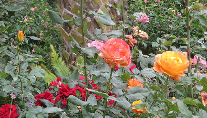 Bastille Day Celebration and Rose Garden Dedication
