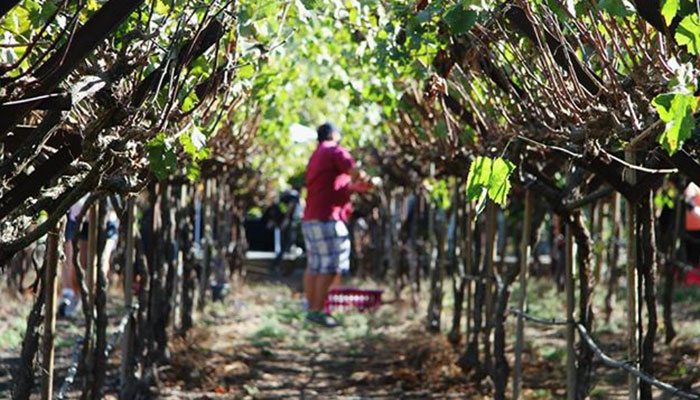 Newport Beach Vineyards And Winery Harvest