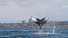 Ultimate Whale Watching – Newport Coastal Adventure