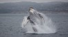 humpback whales in newport