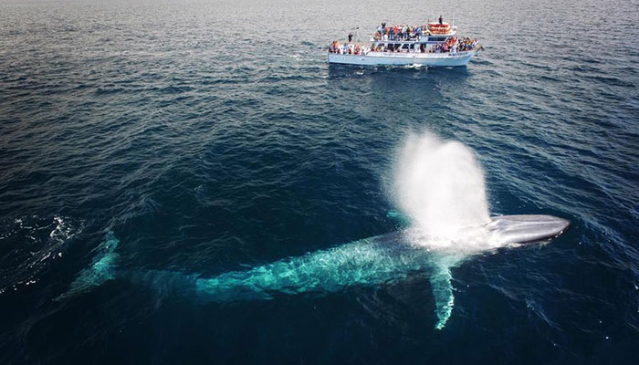 Blue Whale Migration Spring/Summer 2023 – $20 Cruise Special