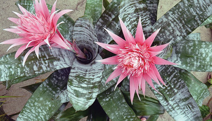 Bromeliad Show and Sale at Sherman Gardens