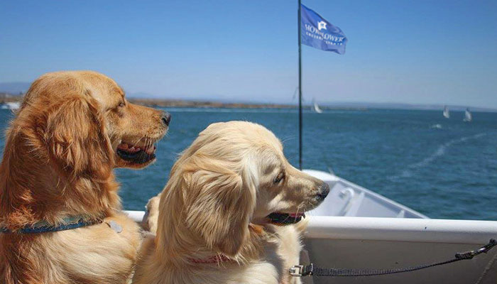 1st Annual Dogs on Deck in Newport Beach