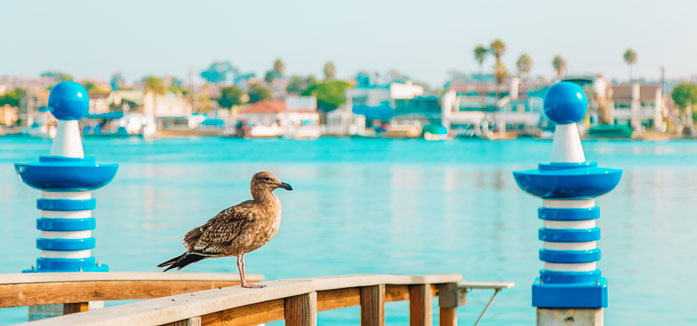 Fall Migration in Newport Beach