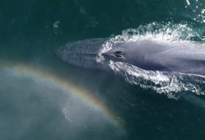 Whales & Rainbows