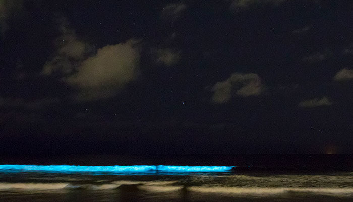 Bioluminescent, glowing waves are back in OC, boat tours launch