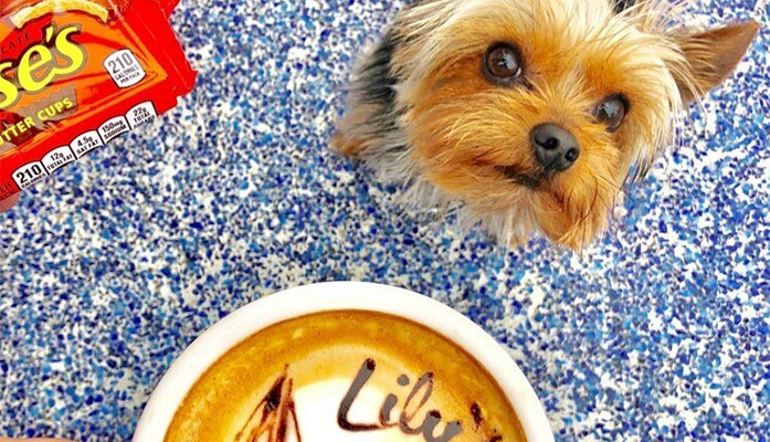 Dog-Friendly Patios in Newport Beach Are Off the Leash!