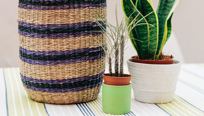 Growing Indoor Plants the Easy Way