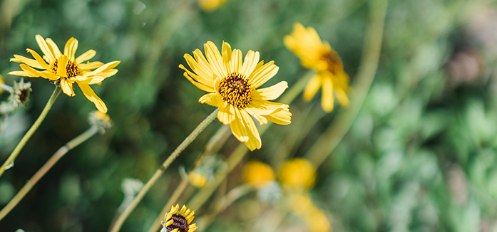 5 Places to See the Wildflowers in Newport Beach