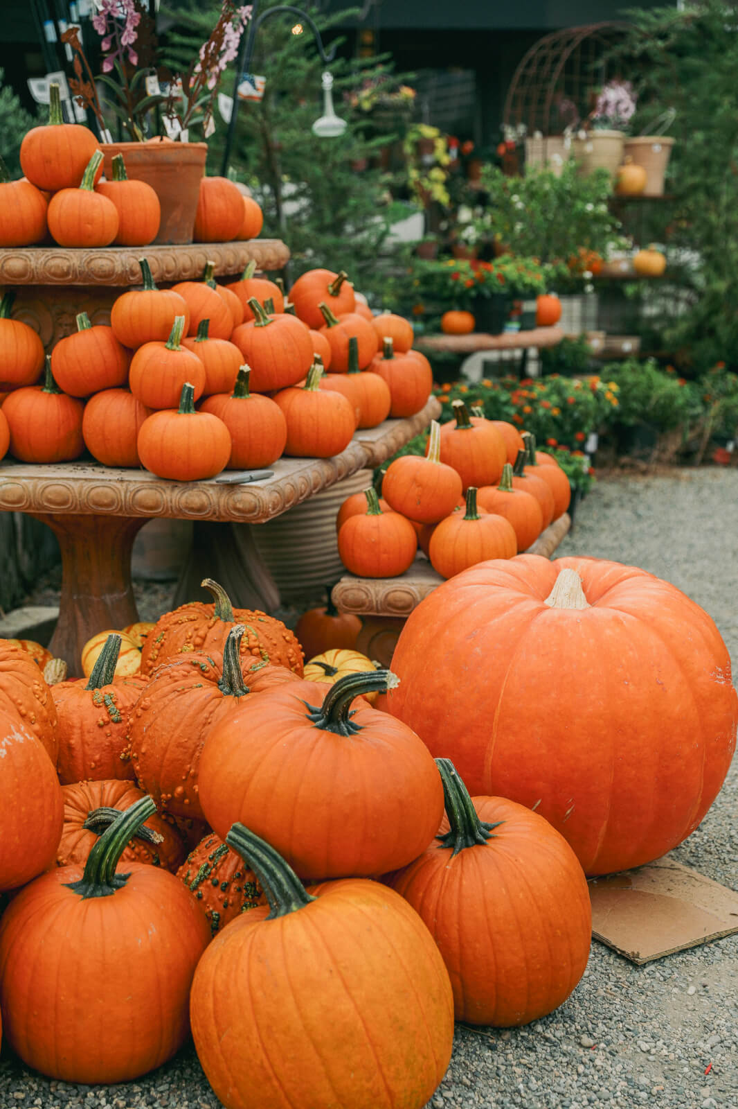 pumpkins