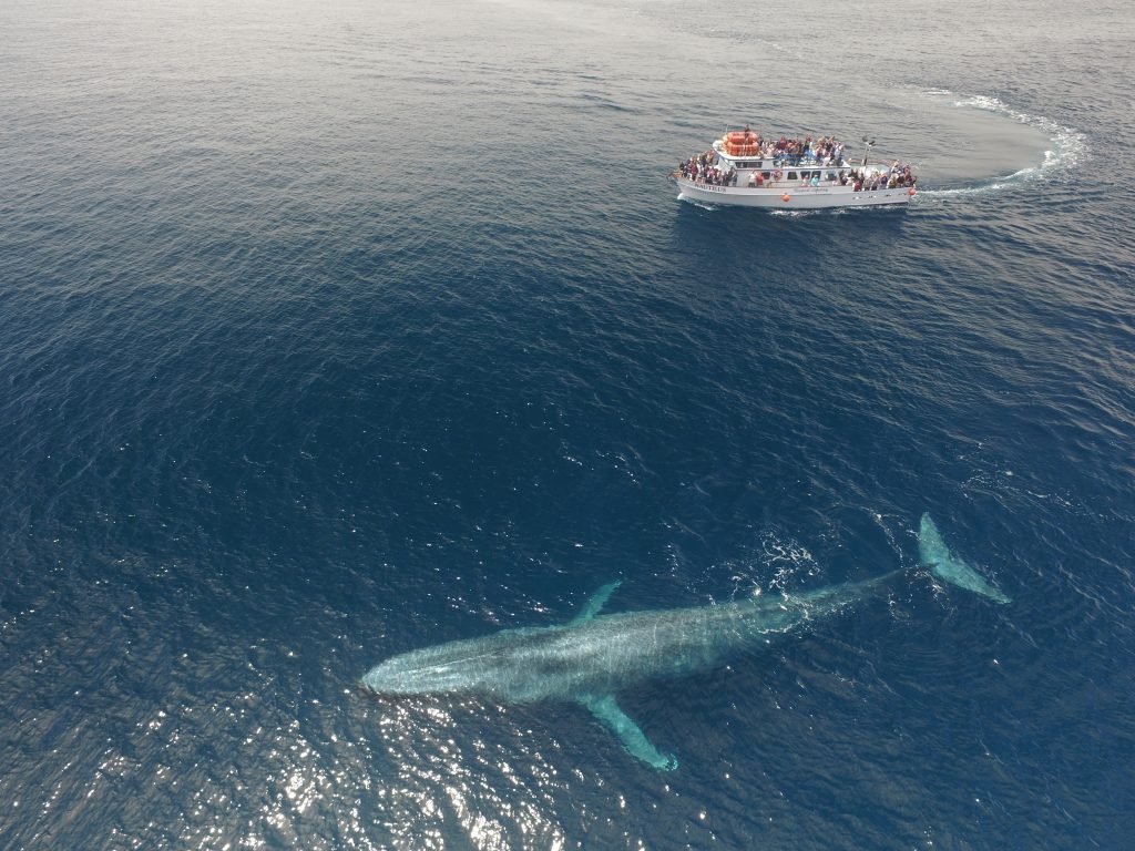 Boat with people and a blue whale