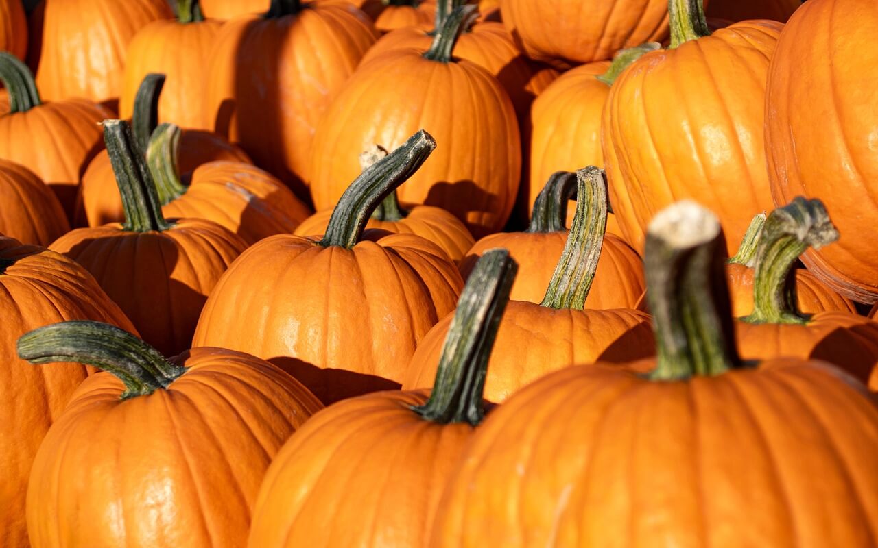 pumpkins