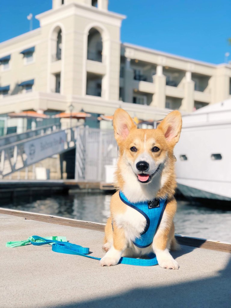 dog on a dock