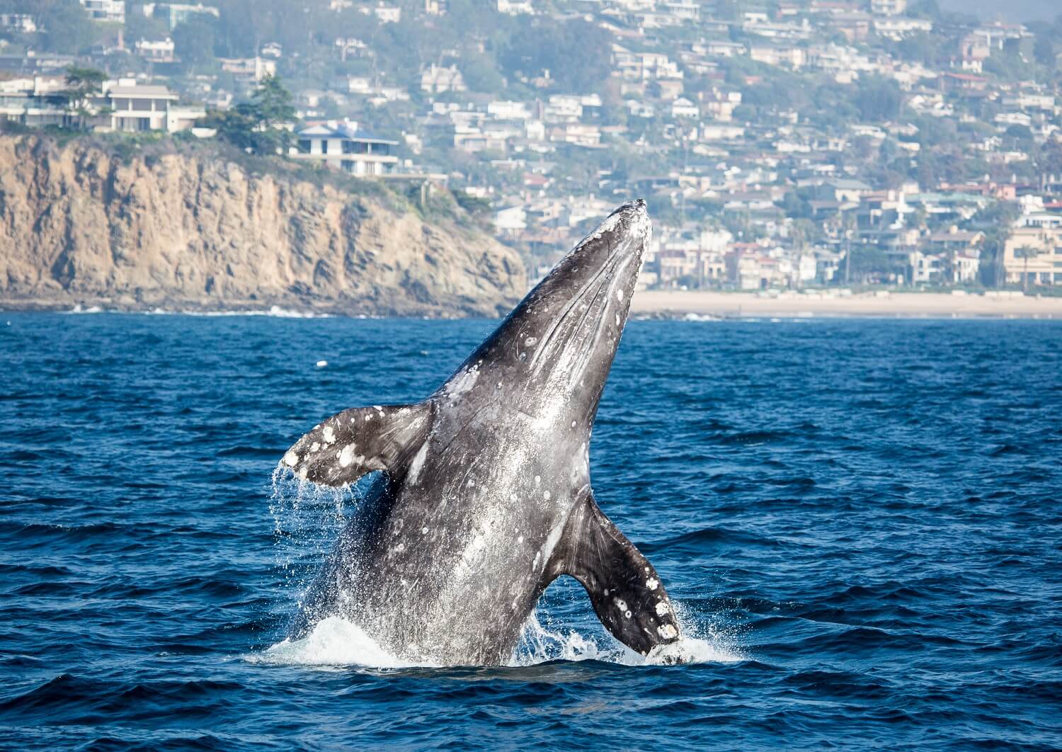 whale flying out of the water