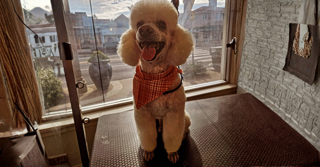 dog