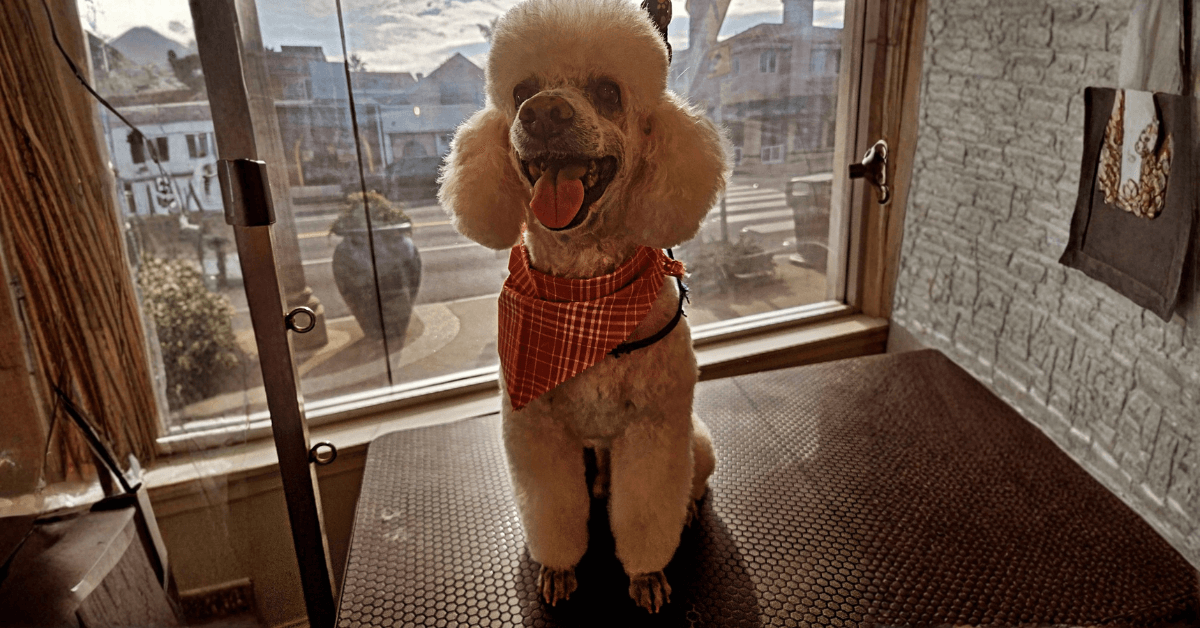 dog
