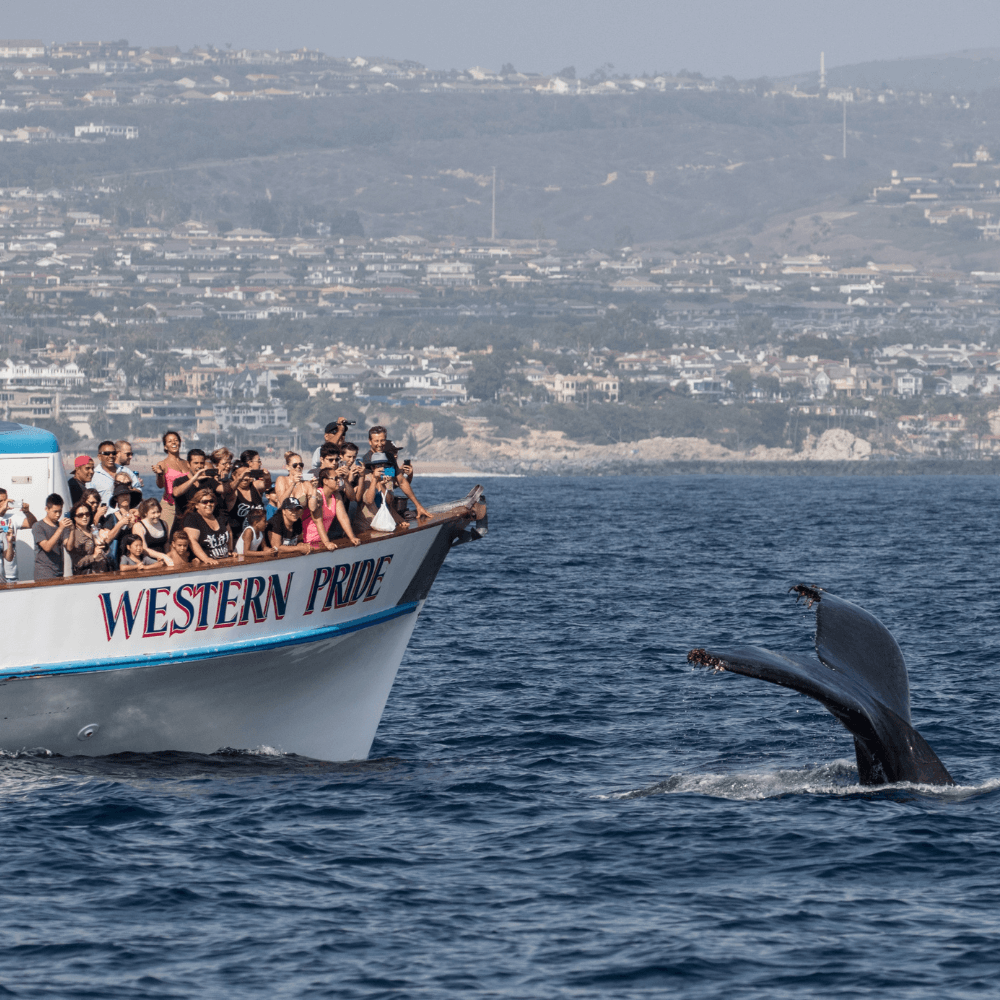 whale