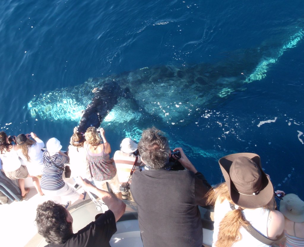 whale by boat