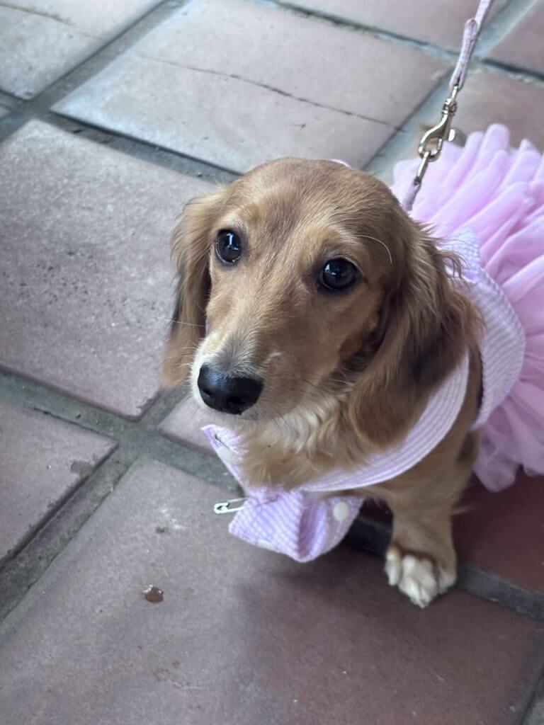 puppy with costume